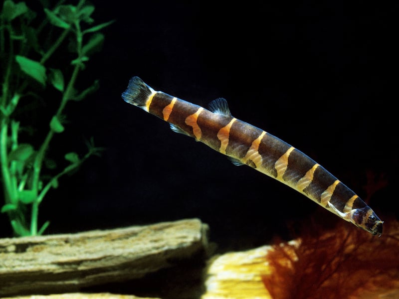 For something a bit unusual, add a few Kuhli Loach to your community tank. These peaceful, eel-like fish thrive in groups and enjoy burrowing in the substrate. They are nocturnal and prefer a well-planted tank with hiding spots. They are excellent at cleaning up leftover food but should be fed sinking pellets to ensure they receive adequate nutrition.