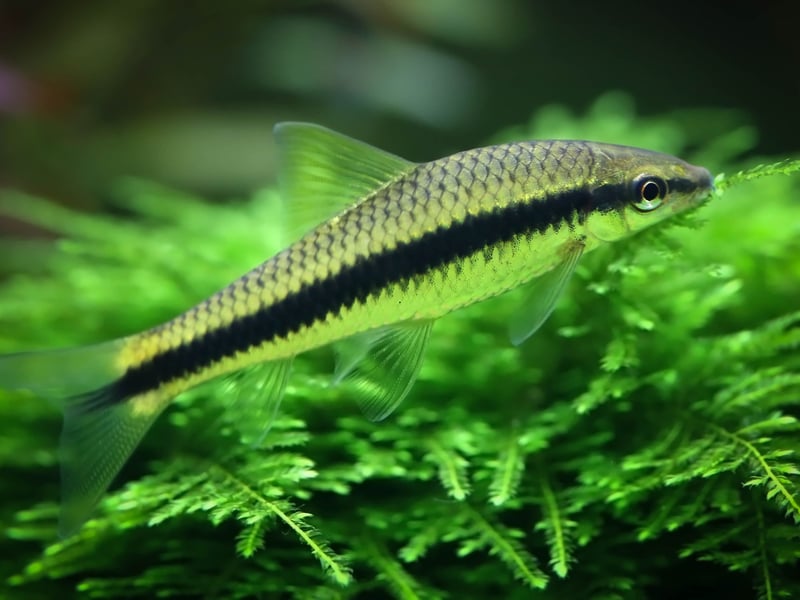 The Siamese Algae Eater is very much a fish that 'does what it says on the tin' - gobbling up algae all day long. Simple to care for they are perfect for beginners and get on with pretty much anybody else they are sharing a tank with.