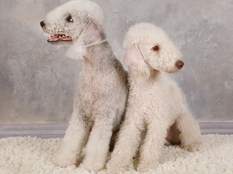 There were 291 Bedlington Terriers registered in 2025 - down from 323 the year before. Named after the Northumberland mining town of Bedlington, they were originally bred to hunt and later used in dog racing.