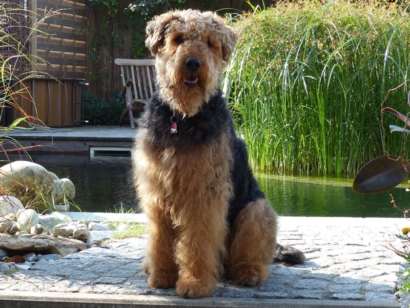 The Airedale Terrier was first bred in the valley (or dale - hence the name) of the River Aire, in Yorkshire. Known as the 'King of Terriers', it was originally used as a hunting and farm dog. A total of 317 were registered last year. It's just their second year on the 'at watch list'.