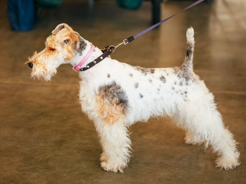 The Wire Fox Terrier, as the name says, was bred in England to hunt foxes - and was developed separately from the Smooth Fox Terrier. There were 390 Wire Fox Terrier registrations in 2024.