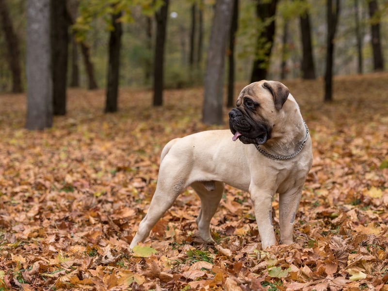 Created by breeding the English Mastiff with the now-extinct Old English Bulldog, the Bullmastiff was popular as a guard dog in nineteenth century England. There were 235 registered with the UK Kennel Club last year.