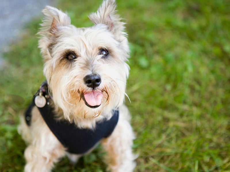 One of Scotland's oldest working dogs, the Cairn Terrier originated in the Scottish Highlands. There were 467 registered in 2024.
