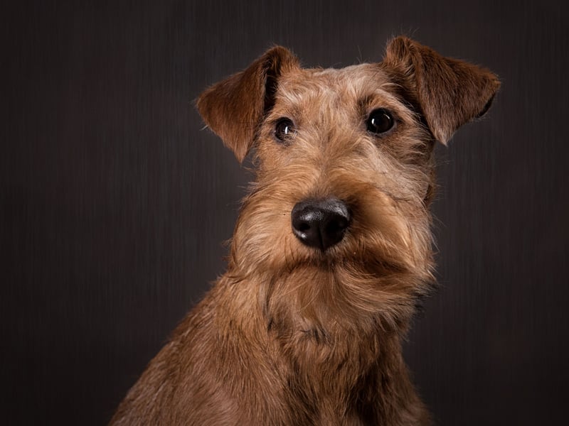 After years of dropping figures there was some good news for the Irish Terrier in 2024, with registration figures up to 295, from 244 in the previous 12 months. Considered one of the oldest terrier breeds, in the late 19th century it was one of the most popular dogs in the UK and Ireland.