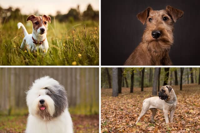 Four dogs on the UK Kennel Club's 'watch list'.