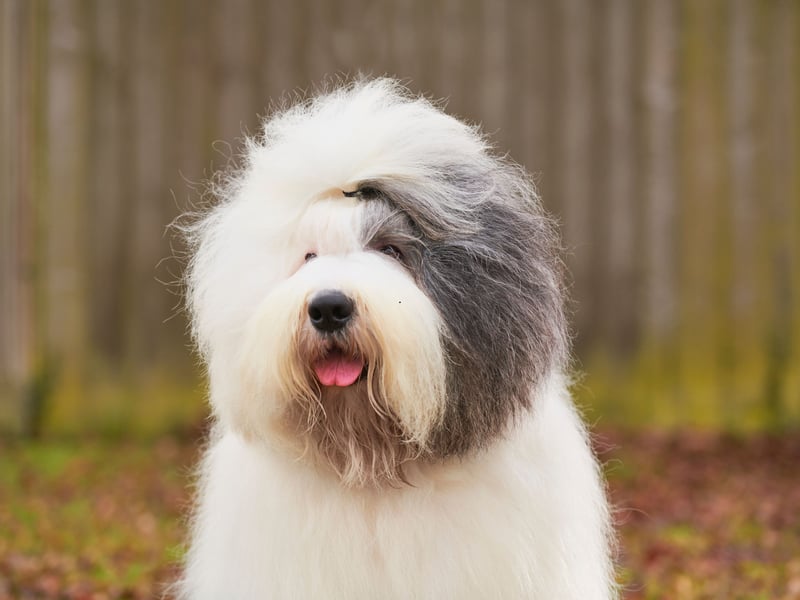 The Old English Sheepdog, known as the 'Dulux Dog' from the famous advert, has been spotted in paintings dating back to the 1700s. There were 241 registered last year - fewer than half the number of 10 years ago.