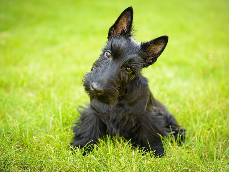 The breed probably most closely associated with Scotland, there were just 387 Scottie dogs registered in 2024.