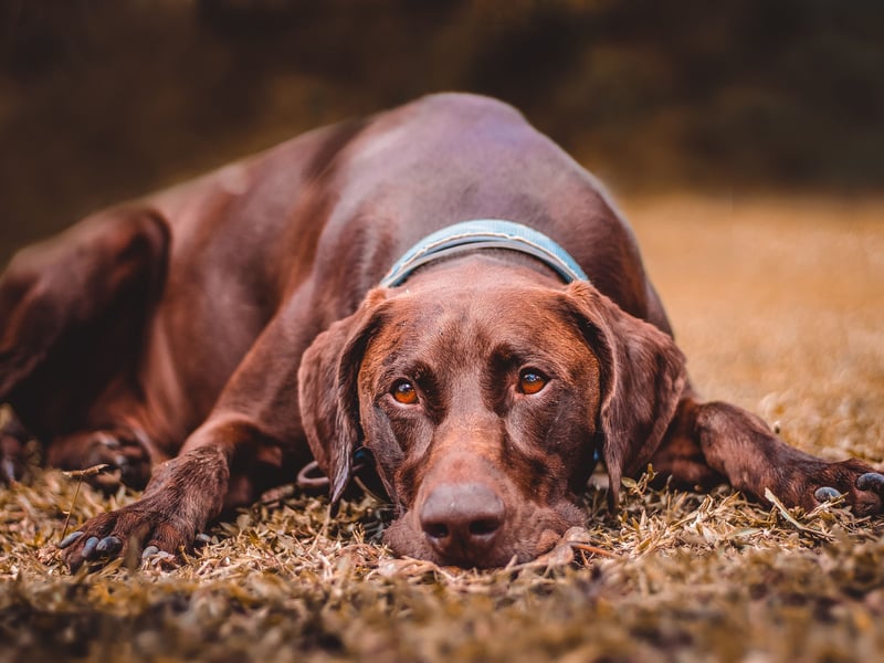 The Pointer is named after the distinctive way it 'points' at prey to aid hunters. It's thought it was bred for the first time in 18th century from Old Spanish Pointer brought to the country by returning soldiers. A total of 316 were registered last year.
