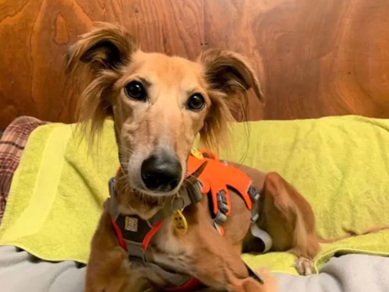 Lizzie Longlegs is a 9-year-old Saluki cross. Gorgeous Lizzie Longlegs is a gentle girl who loves to relax and enjoy a cuddle with her family. She can be shy when meeting new people for the first time but she will be your best friend if you offer her a tasty treat or a fun squeaky toy to play with! Lizzie is a sweet girl who can live with children over 16. She loves to snuggle up but she does also enjoy, and benefit from, having her own space and peace for a snooze at times. Lizzie is uncomfortable around other dogs and is happiest walking in peaceful areas. She loves to get out on her walks where she can enjoy a quiet stroll. Lizzie Longlegs is a clever girl who is used to walking on her lead and muzzle. She is super playful and has the best time chasing after her toys. She would love to have a garden where she can do lots of zoomies and play with her family till her hearts content! Once you know her well she will be sure to show you her goofy personality and playful character! She is happy to travel in the car and walks wonderfully on her lead. Lizzie Longlegs adores spending time with her family and is not used to being left alone. She would like for someone to be at home most of the day to keep her company.