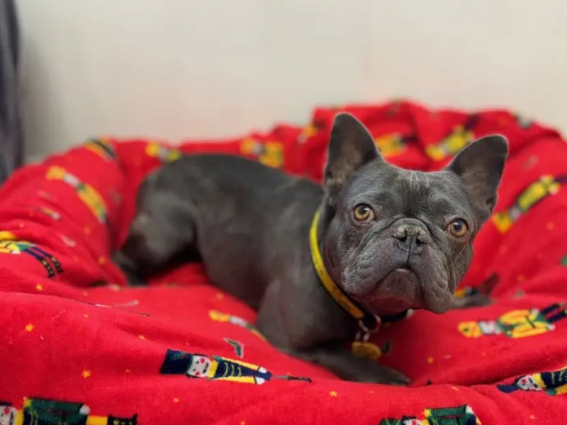 Jasper is a fabulous 4 year old French Bulldog. He is a sweet boy who enjoys spending time with people. He could live with children aged 8 and above. Jasper is happy to pass other polite dogs when out on walks but would like to be the only pet in the home. He would benefit from having someone at home with him for most of the day to help him settle in. He is a smart lad who will happily give you a paw in exchange for a tasty treat. 