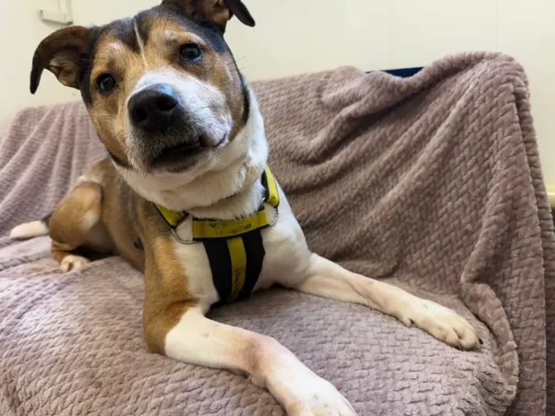 Snowy is an 11 year old Crossbreed. He is a lovely, friendly boy who is full of life! He loves meeting people and making new friends with them. He likes exploring on his walks and enjoys a nice snuggle on the couch afterwards. He would love to have a secure garden of his own where he can sniff and play to his heart's content. Snowy needs to be the only pet in the home, and can live with children of 12 years and over. He would like to have people who can be around most of the time to help him settle in to a new home gradually. Could you offer him a loving home?