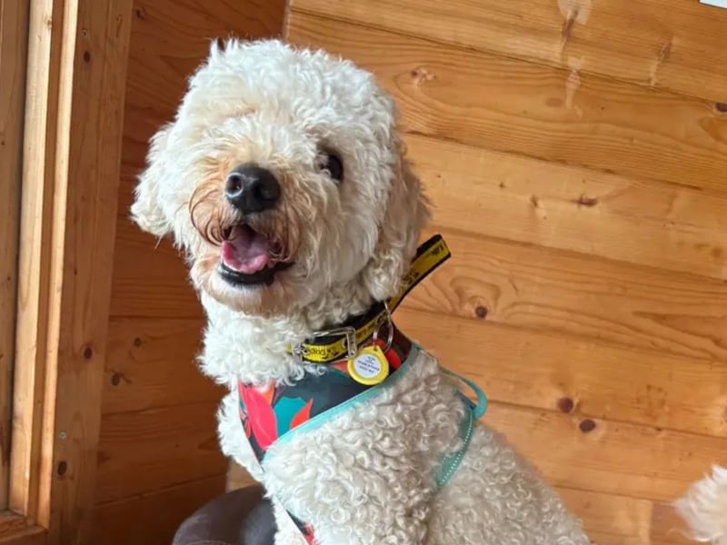 Milo is a 1 year old Cockapoo. Milo loves being with his family and will follow you around like a little shadow! Once comfortable, he will jump up on your lap to ask for some snuggles. This little ball of fluff can meet polite doggy friends on walks and absolutely loves going on adventures in the car, giving little whines of excitement! Milo is very playful and would love to have a garden of his own to have lots of zoomies and playtime with his people! Milo can feel worried at times and would like to have his own space to rest without being disturbed. He can live with children aged 14 years old and above, can be left for a few hours at a time and would like to be the only pet in the home. Milo is such a happy little cloud and would make a fabulous new companion to an experienced family looking for a new best friend!