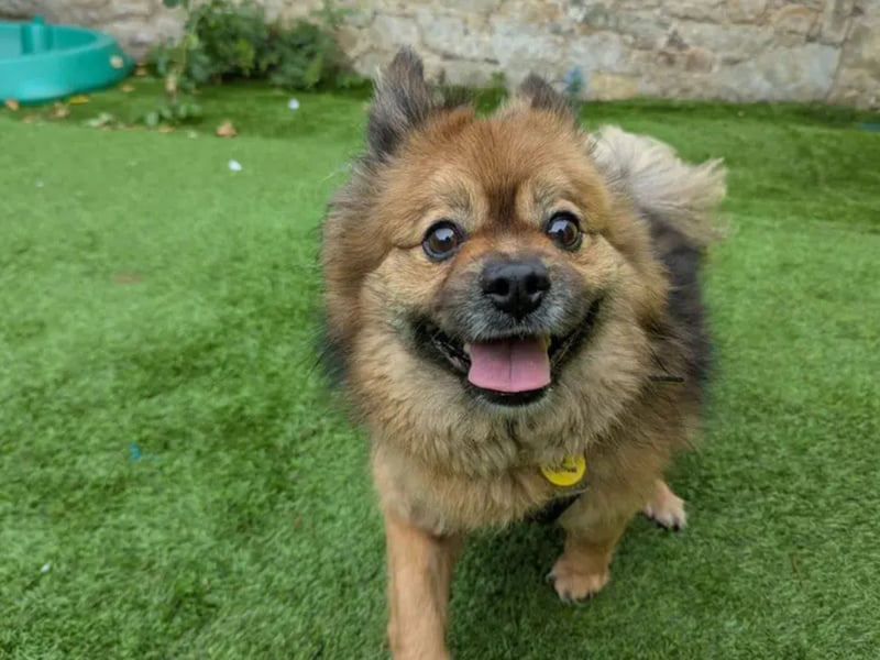Bear is a little 7 year old crossbreed who is the cutest ball of fluff! He is looking for his forever home where he can get lots of cuddles on your lap. Bear loves his toys, especially teddies, and gives a good game of tug! Bear enjoys his walks, and can walk alongside other polite dogs after a few woofs to say hello! He travels well in the car and can hop in all by himself. Bear can be worried at times and would like to find a family who can take things at his pace. Bear would love to have his own garden with easy access refresh his toilet training and have lots of fun and games in. He is looking for a home where he can be the centre of attention, with no other pets. Bear could live with older secondary school aged children.