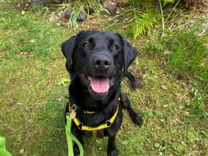 Zorro is a 4 year old Labrador Retriever. Zorro loves nothing more than zooming in the garden or going on peaceful walks with his family to take in all the sniffs! Zorro is fully housetrained, enjoys travelling in the car, and loves playing with all of his toys! Zorro would like to be the only pet in an adult only home. Being a young boy, he is full of energy and would like to have a garden of his own that he can run around in and explore. Zorro would love to have someone at home throughout the day to gradually build up leaving hours once he has settled in. Zorro is an excitable, energetic boy who would make a great companion to a family who have the time to help him with his training and settling into a new home.