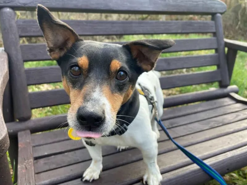 Fergus is a 9 year old Jack Russell. Where do we start with our wee Fergus? Small in stature but filled to the brim with terrier personality, Fergus is adored by all his friends. He can take a while to trust people, and being a sensitive little guy he likes to check out new places and people at his own pace. He's also a big advocate for personal space, and likes to have his own area at home where he can get some well deserved rest and relaxation - as long as he has his trusty night light to help him feel safe at bed time! He'd also like his garden to be nice and private, so he can sunbathe away from prying eyes! Fergus is looking for an adult only home as the only pet with experienced owners who have had Terriers before.
