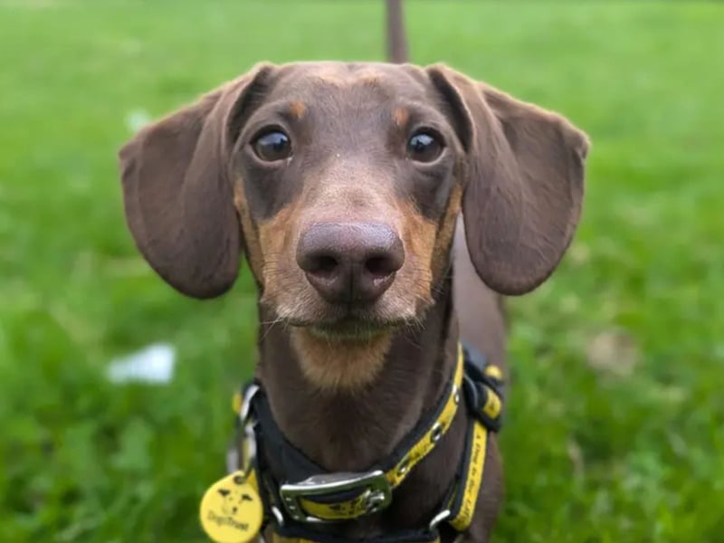 Cooper is a 3-Year-Old Miniature Dachshund. Cooper is full of beans and always up for an adventure. He loves to go on nice long walks and will sniff and snuffle his way along any terrain. A splash in a stream or a run along the beach is also one of his favourite days out. Afterwards he likes nothing better than to snuggle under a blanket on the sofa with you and snooze away the evenings. Cooper does like to keep you aware of what is going on so expect a bark or two when the door bell goes or when he just gets so excited he becomes all wiggly and woofy. Cooper is a little shy to start with so he would like you to come and meet him a few times before he is ready to pack his bags, jump in your car and start his next adventure.