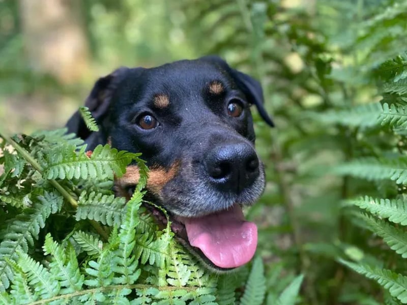 Twiglet is a 7 year old Rottie cross. Twiglet is looking for her special someone! Twiglet likes to meet new people a few times before inviting them into her very special social circle. You'll know you've met her criteria when she brings you her favourite ball to play with; she may even show off for you and tidy up her toys when you're finished playing! Twiglet loves her toys so much that she can struggle to know when it's time to relax and have a snooze, so someone who can continue to support her down time skills would be ideal. Twiglet would also like to have someone at home with her initially to help her get into a new routine and get her paws under the table before she's left by herself. Twiglet would thrive in a home where she can be centre of attention, so no children or other pets is essential for her. She would also appreciate her own garden where she can play with her toys and maybe even help out with a spot of gardening. Twiglet is more than happy to jump in the car and head out to quiet spots to go walking, as she prefers to keep her adventures on the quiet side and not see too many dogs.
