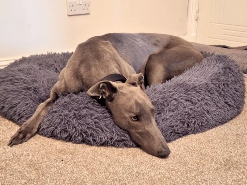 Lando Longlegs is a super sweet 4-year-old ex-racing Greyhound. Lando is a sweet and gentle boy who enjoys lots of snuggles on the sofa. He will follow you around like a little (or big!) shadow. Lando is a a total sweetheart and loves being right next to you on his walks. He enjoys his walks and walks beautifully on lead. Being an ex racer, he will need to be kept on lead and wear his muzzle on his walks, which he is happy to do so! Lando is happy to pass other dogs on walks. He could live with children aged 10 and above and would like to be the only pet in the home. Lando is looking for someone who can be at home with him most of the time to help him build his confidence with being left alone and to help him settle in. Lando enjoys the quieter side of life and would be a wonderful match for a calm, peaceful home looking for a loyal friend. 