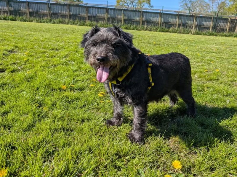 Scampi is a 7 year old Patterdale Terrier cross looking for a loving home. Scampi is a worried little lad to start with but when he gets to know you he is sweet and cheeky. Scampi is looking for an adult only quiet home with an enclosed garden. He would prefer not to be left alone too often but this could be built up over time. Scampi travels well in the car and enjoys going out on walks in areas where he doesn't have to worry too much about being approached by off lead dogs. Scampi would like his own armchair in the home for him to relax in as his own space is important for him