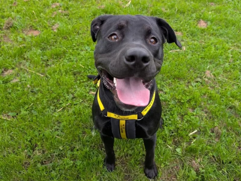 Reggie is a big and bouncy young Labrador x Boxer. He is super handsome and he knows it . Reggie is very clever and has been enjoying spending time with all of his handlers who are helping him to learn lots of new ways to manage all his excitement. Reggie is so keen to go on an adventure he often forgets to walk gently so he is looking for a family that has the time and energy to support him through this. He can meet other dogs nicely but again often forgets his manners and will need to look to you for guidance. Reggie loves to entertain and engage you with his toys and when he finally uses up all that energy he likes nothing better than to fall asleep at your feet at the end of the day. Reggie would love for someone to work from home with him as he makes a great personal assistant.
