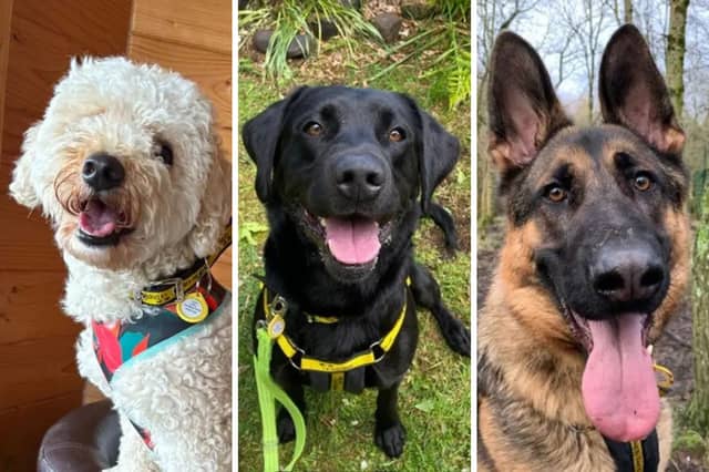 Could you provide a home for one of these adorable dogs?