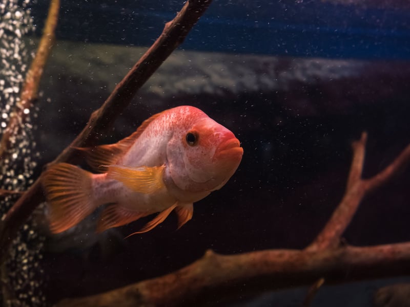 Not content with being aggressive to other fish, the Red Devil Cichlid is also known for attacking everything from tank decorations to plants. They are tremendously charismatic fish though and a joy to own - just don't expect them to have any finned friends. 