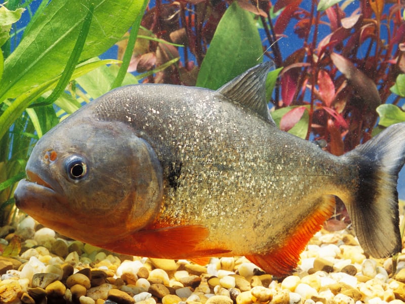 In news that will surprise nobody, the notorious Piranha isn't the sort of fish that mixes well with others. There are a number of different species which grow to different sizes, but all of them have razor-sharp teeth meaning you should also be careful where you put your fingers. 