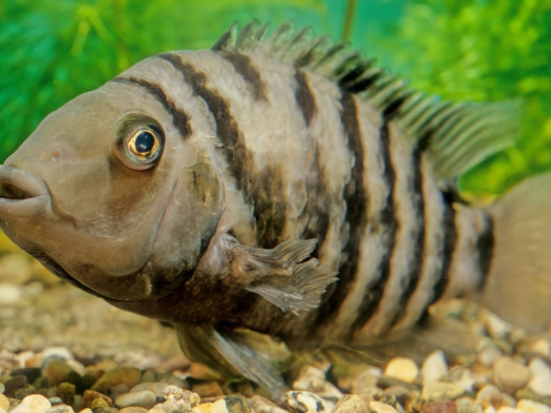 Despite their (relatively) small size, Convict Cichlids are fierce fighters wheo become super-aggressive during breeding - often attacking much larger fish. Their relentless territorial defense mechanism makes them unsuitable for peaceful community tanks.