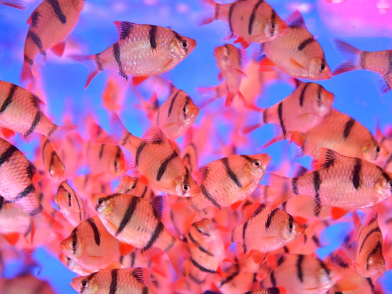 Individually small and relatively harmless, Tiger Barbs become highly aggressive in groups. They relentlessly nip fins of slower fish, causing injuries and stress. Their pack aggression makes them notorious bullies and feared by other fish.