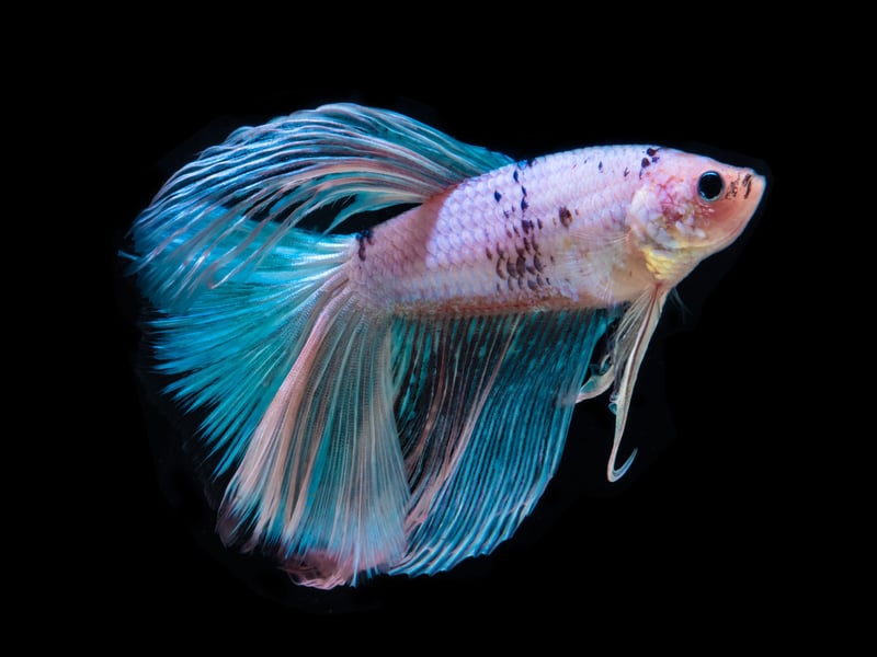 Like humans, the majority of aggression in beautiful Betta Fish is confined to the males - giving them their alternative name of Siamese Fighting Fish. Males can become aggressive even if they are able to see a competing Betta Fish in another tank. 