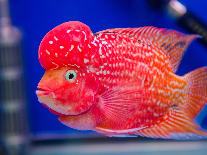Originally from Southeast Asia, the Flowerhorn Cichlid is a stunning fish but its aggressive and territorial nature means they aren't suitable for community tanks. These are fish best kept on their own or with perhaps one other similarly-sized fish of the same species. Luckily they are so beautiful you might not want any other fish.