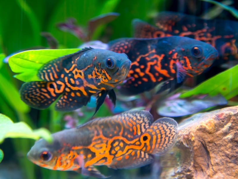 Another species of aggressive cichlid, the Oscar Fish is a natural born bully that will happily eat small fish by the shoalful. If you are going to keep other fish with them they need to be of a similar size and of an equally aggressive nature. 