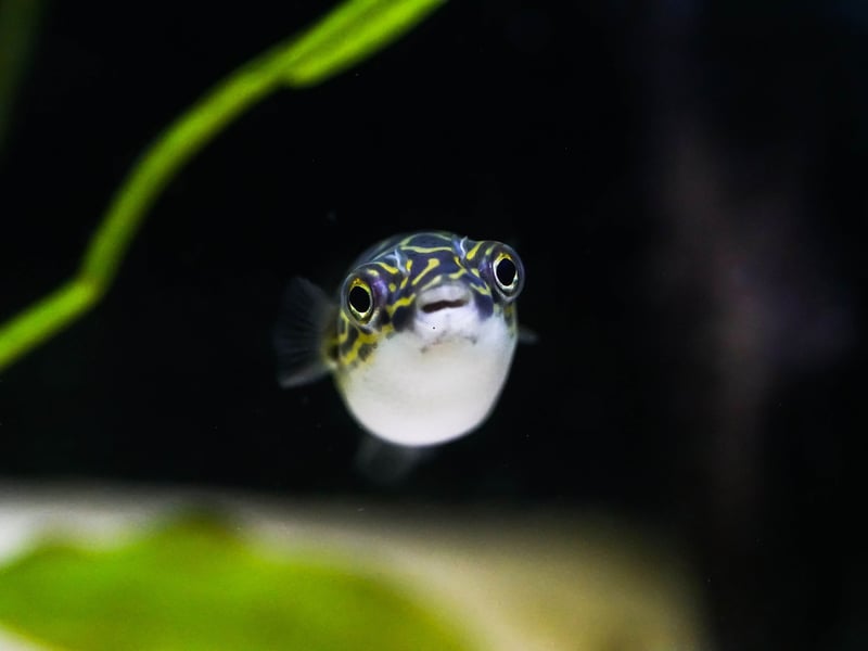 The Pea, or Dwarf, Puffer is one of numerous species of Puffer Fish - and one particularly popular with aquarium owners. Some are tremendously toxic and all tend to display aggression to tank-buddies. Keep them away from other fish though and they make fascinating pets. 