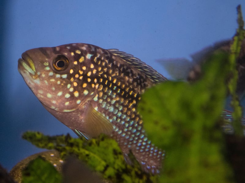 Originally from Central American countries like Mexico and Honduras, the Jack Dempsey Fish is named after a famous 1920s boxer thanks to its fearsome face and aggressive nature. Best kept alone in a tank, it's also important to provide them with somewhere to hide away. 