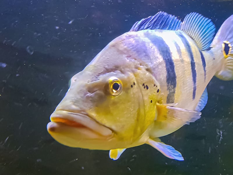 The Peacock Bass is a fish for serious aquariasts only - needing at least a 150 gallon tank. A predatory species, if they get peckish they'll eat pretty much anything put in front of them, including other Peacock Bass. 