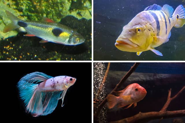 Four of the most aggressive aquarium fish.