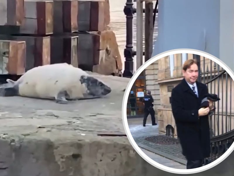 A businessman who terrorised two grey seal pups with a large wooden stick at a picturesque East Lothian harbour has been ordered to pay a fine.
Richard Montgomery used an eight foot fence post to “prod and push” the vulnerable animals back into the sea at the harbour in North Berwick, East Lothian, last year. Montgomery, 62, forced one of the seals to jump around 10 feet into the water and was said to have left the second young animal “screeching” and showing “clear signs of distress”. The shocking incident was halted when office workers ran from their workplace to confront the man who quickly left the scene on his pushbike. The police were alerted and Montgomery - who runs a golf hospitality tour business - was arrested and charged, and he appeared at Edinburgh Sheriff Court on Friday, August 22.
Montgomery claimed he was attempting to help the seals back into the water but his actions were slammed as “inept and ignorant” by a sheriff and and “ill-judged and ill-informed” by prosecutors.
He pleaded guilty to a charge of conducting himself in a disorderly manner by harassing two grey seal pups by poking and pushing them with a piece of wood that resulted in one seal jumping eight to 10 feet into the sea and he did commit a breach of the peace at North Berwick Harbour.
Sheriff Derek O’Carroll described Montgomery’s behaviour as “extremely foolish” and “very unpleasant” and said his actions by wielding the fence post had been “inept and ignorant”.
Sheriff O’Carroll sentenced Montgomery to pay a fine of £1000 to mark the offence.