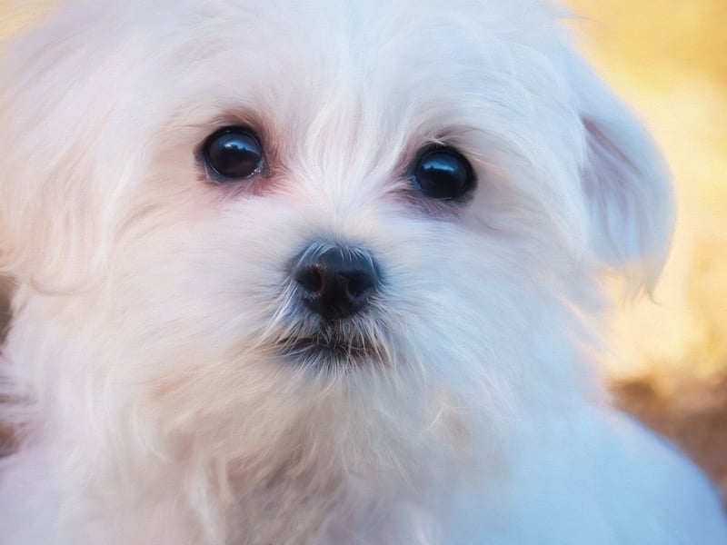 Gentle, loving, and elegant, the Maltese thrives on affection and companionship. They were bred to be lap dogs and enjoy cuddling, being carried, and close contact with their humans wherever possible. A cushion with legs basically.
