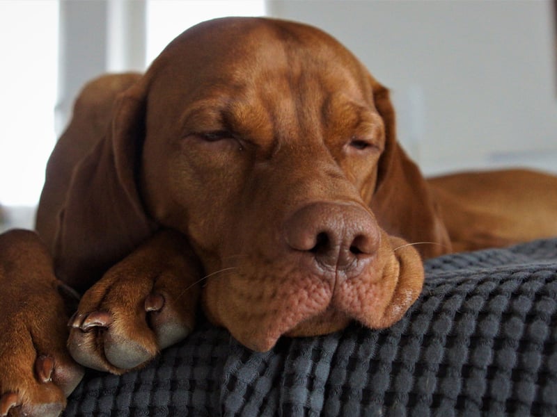 Nicknamed 'velcro dogs' due to their desperation to stick to their beloved human like glue - even if that means following them to the toilet - Vizslas are as affectionate as they are energetic. There's nothing they like more than indoor snuggles after a couple of hours exploring the great outdoors.