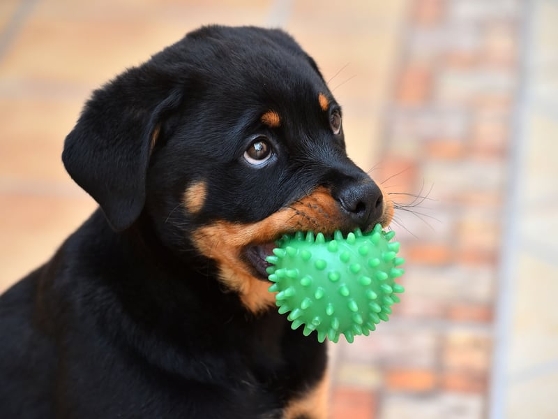 The Rottweiler is a dog that has occasionally (and largly unfairly) been characterised as an aggressive breed. There's no doubt that if their owner is threatened then they will act accordingly, but this comes from a place of deep affection. When there's no threat they're as cuddly as any dog and will gaze at you adoringly for hours.