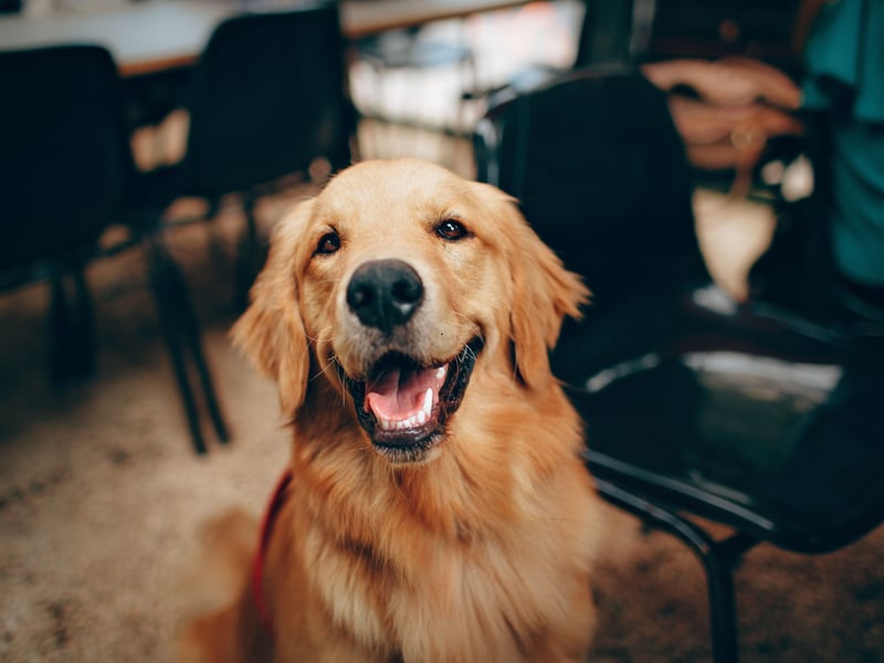 What's true of the Labrador Retriever tends to also hold for their close cousin the Golden Retriever, and that's certainly the case when it comes to huge reservoirs of affection. Plus, due to their longer hair they are arguably even more snuggly.