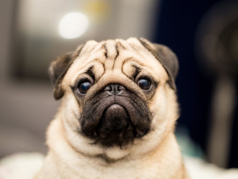 A pug's idea of heaven being snuggled up on its owner's lap, spending hours happily being patted. The rest of the time they'll just follow you around like a shadow - leading to their nickname of the 'velcro dog'. 