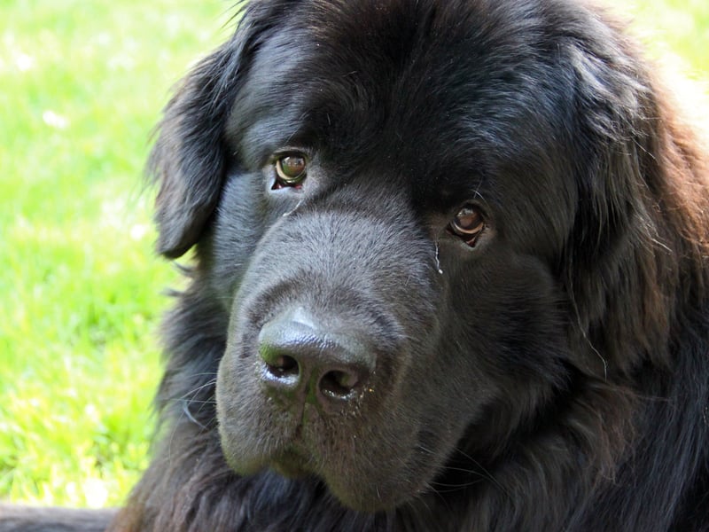 The enormous Newfoundland is known for giving its much-loved owners huge and slobbery kisses. Having one of these demonstative characters is like having a very cuddly bear around the house. 