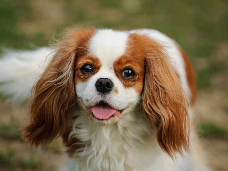 Good luck getting time alone when you have a Cavalier King Charles Spaniel. They'll pad around after you adoringly, tail a-wagging, gazing up at you with those big brown eyes that just say "cuddle me" (and "feed me").