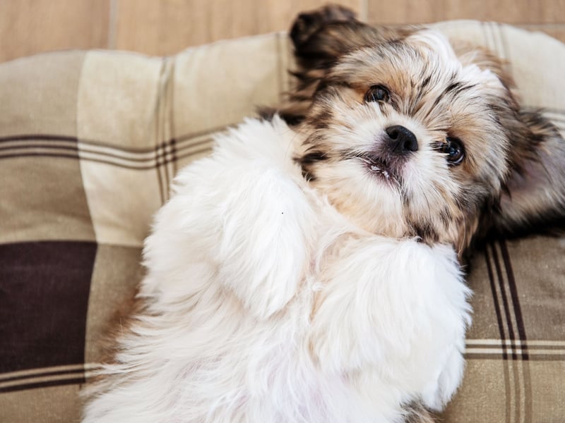 The first, but certainly not the last, lap dog on this list - these breeds have affection hard-wired into their DNA. The Shih Tzu was bred to keep the laps - and hands - of Chinese royalty warm. Little has changed, other than they are now equally happy to curl up with commoners. 