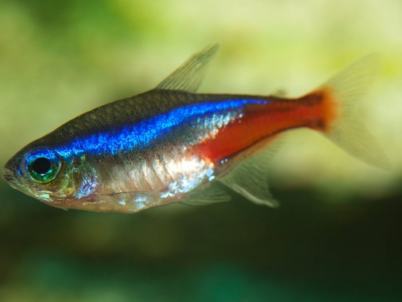 The Neon Tetra is the UK's (and probably the world's) most popular tropical fish. The tiny fish's bright red and blue colouring and ease of care are a winning combination for beginners. They originally come from backwater streams in the Amazon basin in South America. You'll need a seperate tank if you want to breed them though. 