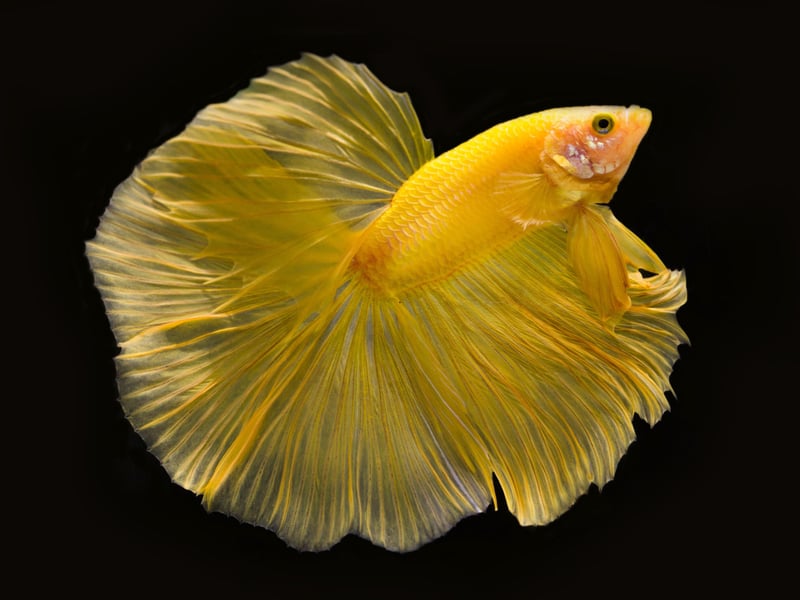 A fish that is as easy to look after as it is beautiful, the one thing beginners need to be careful of when it comes to the Betta is which sex you have. Male Battas tend to be aggressive and fight each other, so either go for a single male or a number of females, who tend to get on better with each other. Much like humans really!