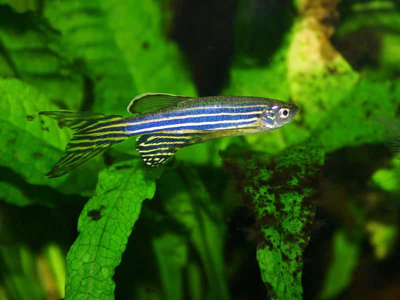 Also known as the Zebra Fish. like most of the fish on this list the Zebra Danio is a relatively small fish, hence doesn't need an enormous tank. Get at least five and they will naturally form a school. These fish will eat pretty much anything so that's one less thing to worry about.
