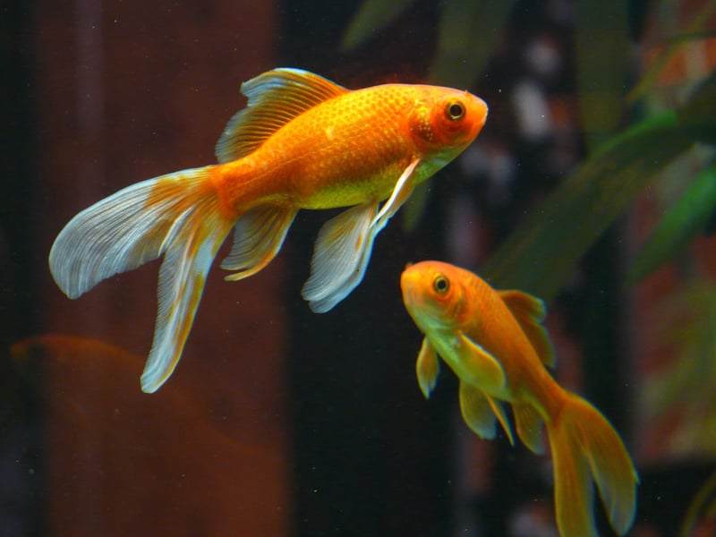 Probably the world's most popular aquarium fish, the Goldfish comes in a whole array of sizes, shapes and colours (not only gold, but also combinations of white, yellow, orange, red, brown, and black). Don't be tempted to pop one on a tiny bowl, these fish may be hardy but still need plenty of space and filtration to thrive. Originally from China, these are the perfect fish for beginners. 