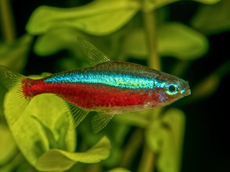 Similar to the Neon Tetra, but with a distinctive red lower half of the body and an even more vibrant blue stripe, the Cardinal Tetra is slightly less popular - and more expensive - because it is more difficult to breed in captivity. It's still just as easy to look after though.